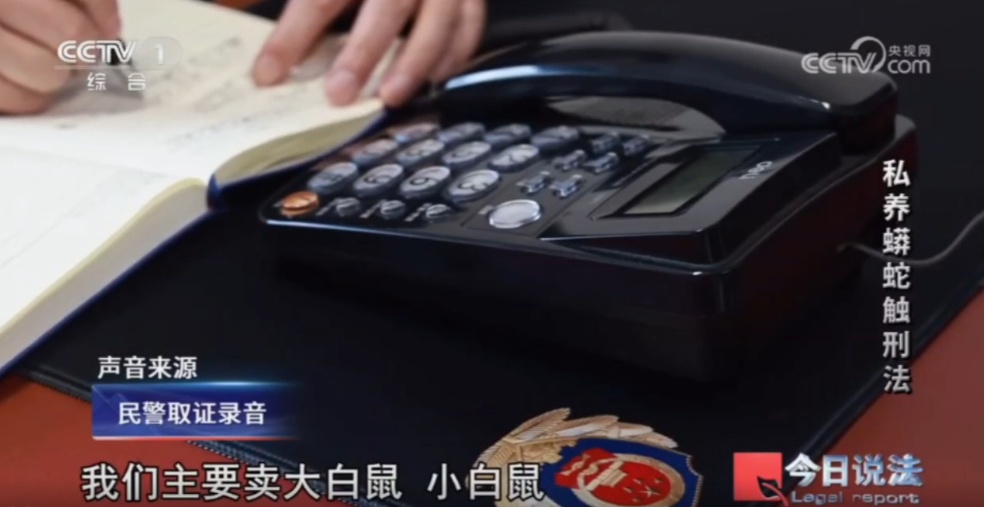 浙江男子在家里养300多条蟒蛇,涉案3000万,抓蛇现场,民警直呼毛骨悚然 浙江男子在家里养300多条蟒蛇,涉案3000万,抓蛇现场,民警直呼毛骨悚然