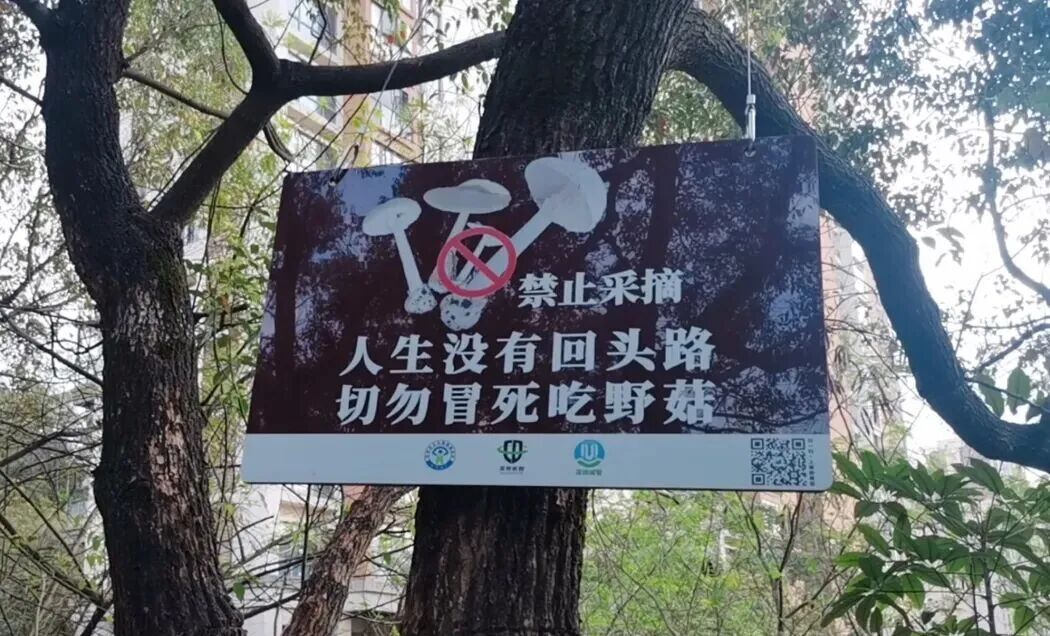 雨后深圳公园、绿化带大量惊现!网友纷纷询问:能吃吗? 雨后深圳公园、绿化带大量惊现!网友纷纷询问:能吃吗?