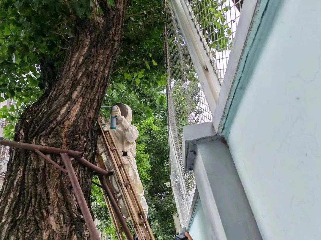 树上蜂窝扰民 消防及时处置 树上蜂窝扰民 消防及时处置