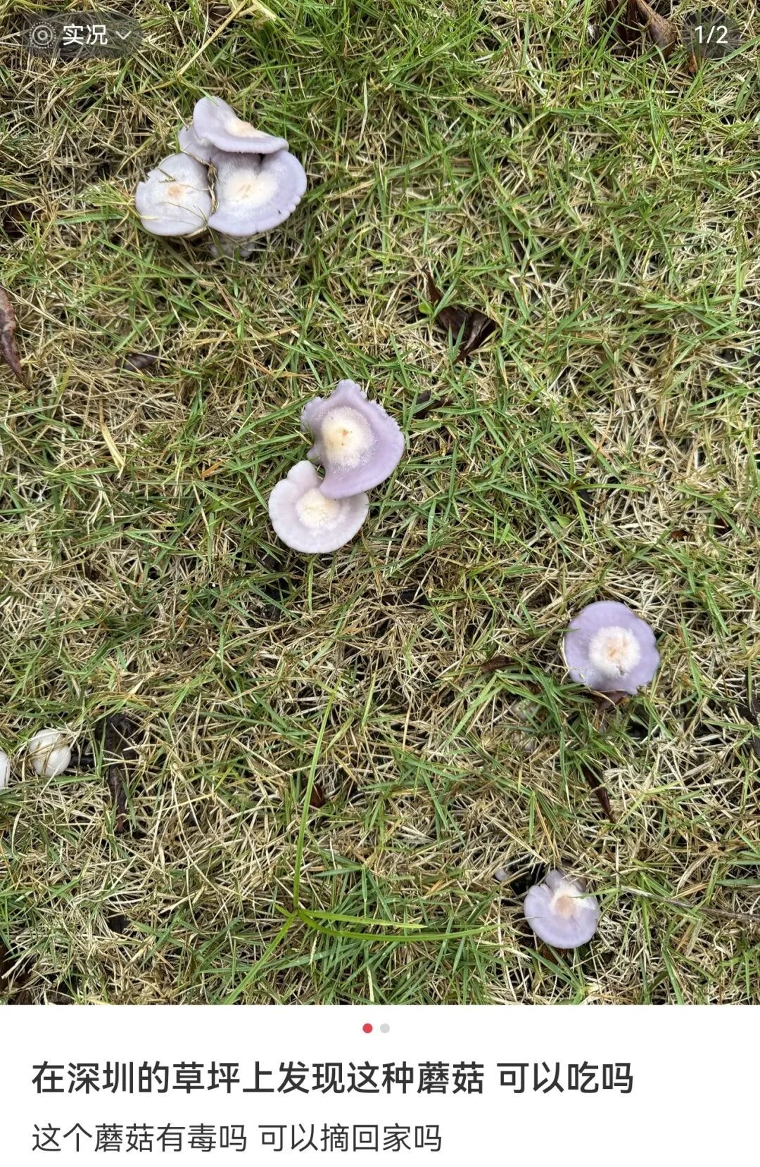 雨后深圳公园、绿化带大量惊现!网友纷纷询问:能吃吗? 雨后深圳公园、绿化带大量惊现!网友纷纷询问:能吃吗?