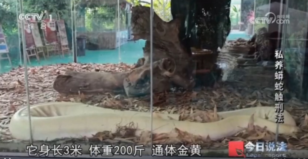 毛骨悚然!独居男子在小区里养300多条蟒蛇,16万购入4条球蟒 毛骨悚然!独居男子在小区里养300多条蟒蛇,16万购入4条球蟒