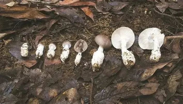 雨后深圳公园、绿化带大量惊现!网友纷纷询问:能吃吗? 雨后深圳公园、绿化带大量惊现!网友纷纷询问:能吃吗?