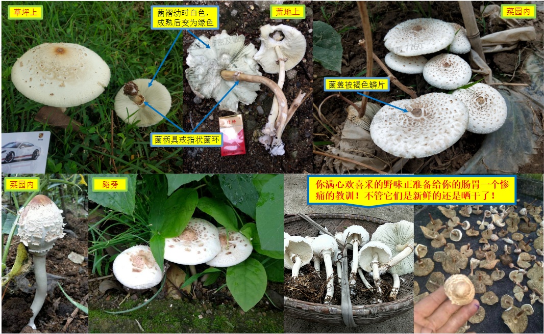 雨后深圳公园、绿化带大量惊现!网友纷纷询问:能吃吗? 雨后深圳公园、绿化带大量惊现!网友纷纷询问:能吃吗?