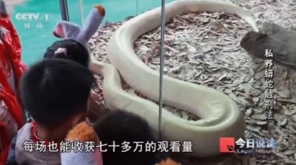 毛骨悚然!独居男子在小区里养300多条蟒蛇,16万购入4条球蟒 毛骨悚然!独居男子在小区里养300多条蟒蛇,16万购入4条球蟒