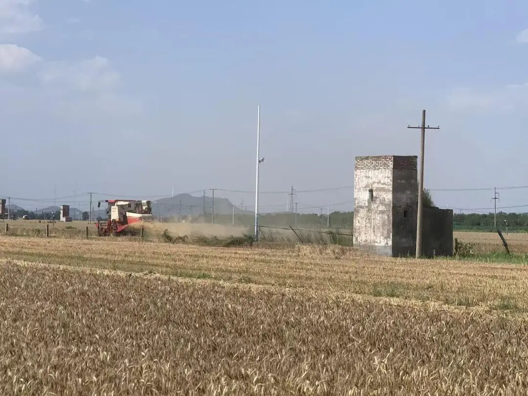 石家庄小麦收获接近尾声,夏播面积近六成 石家庄小麦收获接近尾声,夏播面积近六成