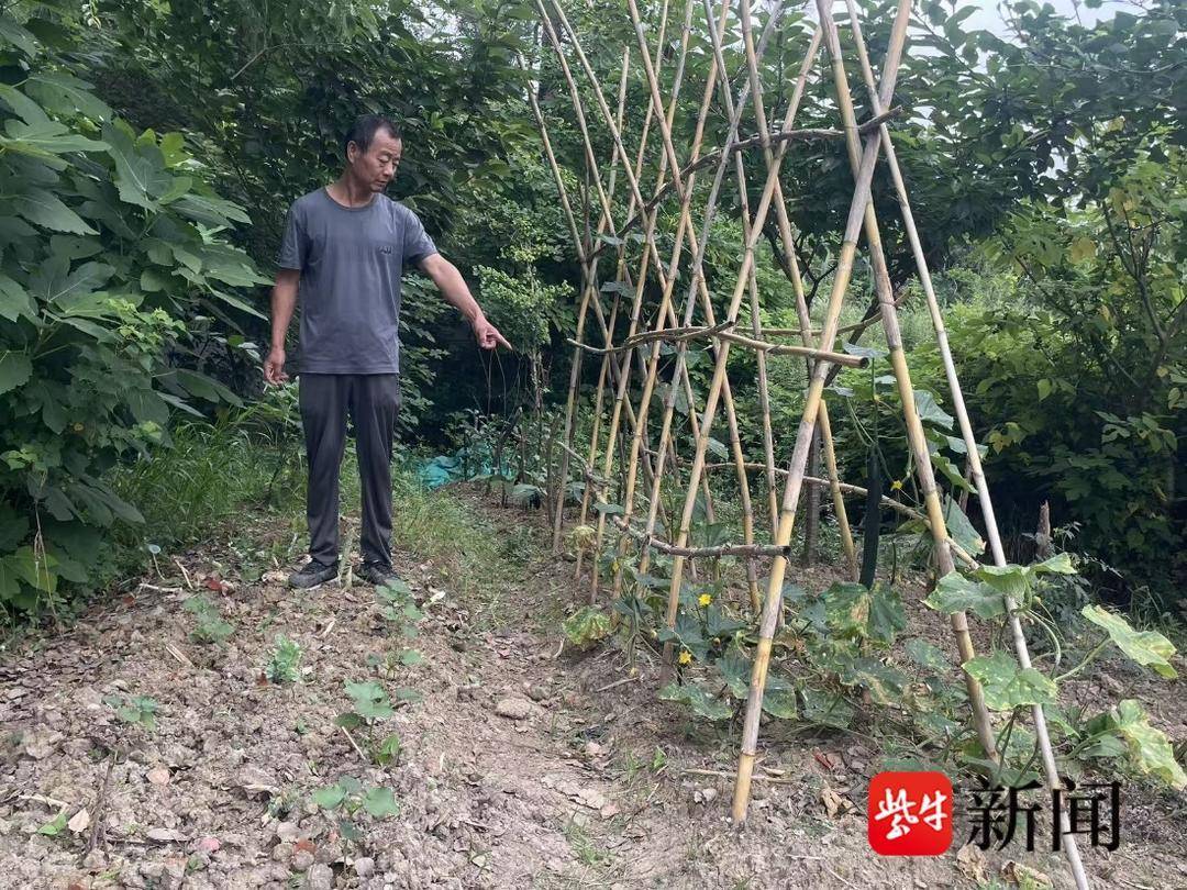 不知名的小动物被“围攻”,南京一市民将其救下才知是国家二级保护动物貉子 不知名的小动物被“围攻”,南京一市民将其救下才知是国家二级保护动物貉子