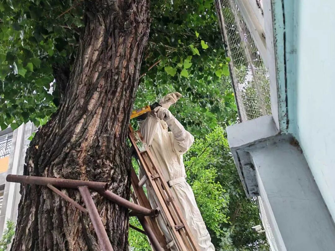 树上蜂窝扰民 消防及时处置 树上蜂窝扰民 消防及时处置