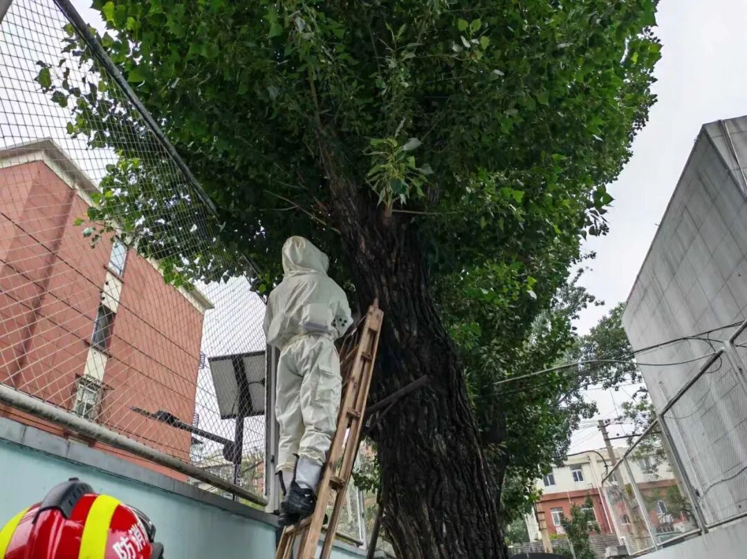 树上蜂窝扰民 消防及时处置 树上蜂窝扰民 消防及时处置