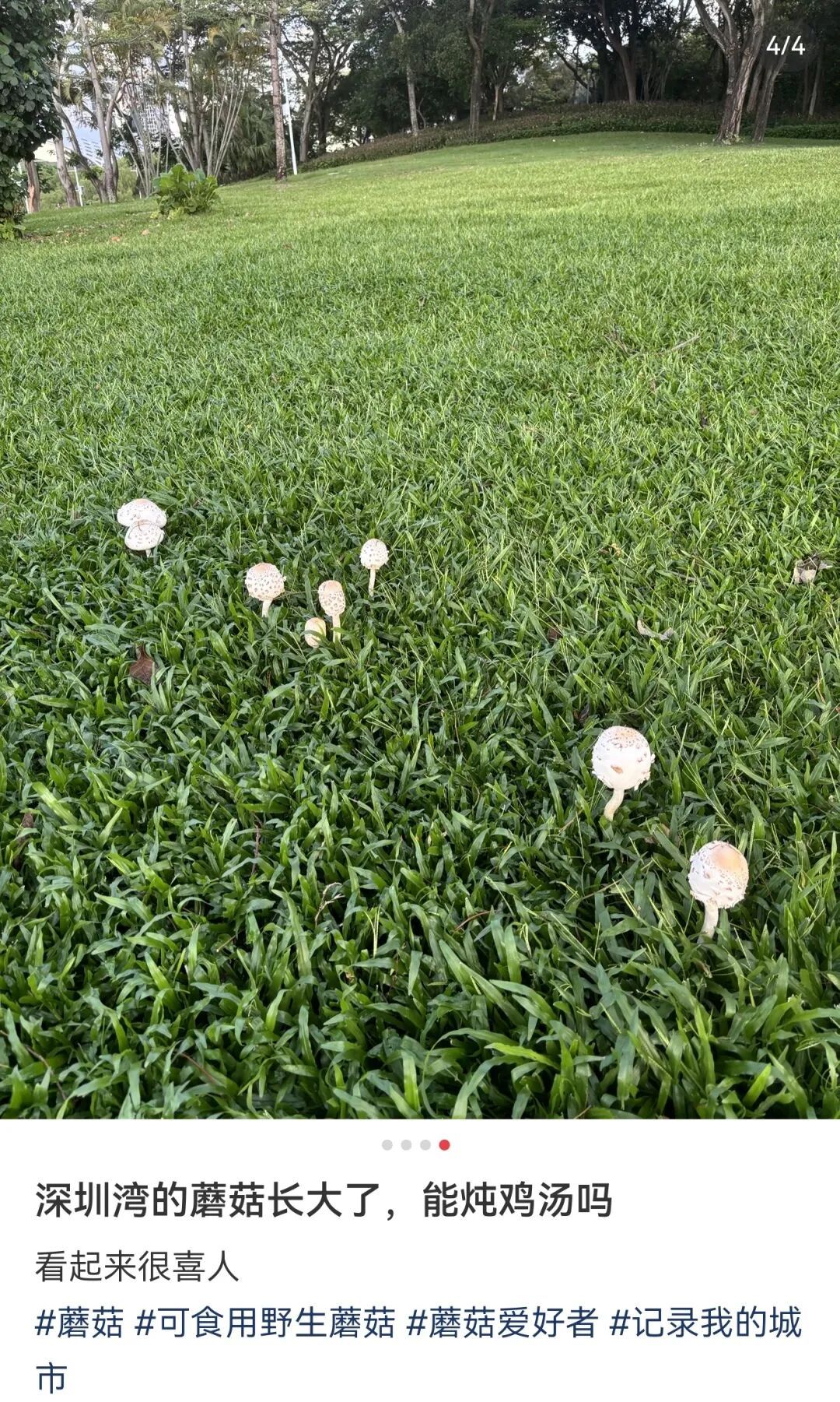 雨后深圳公园、绿化带大量惊现!网友纷纷询问:能吃吗? 雨后深圳公园、绿化带大量惊现!网友纷纷询问:能吃吗?