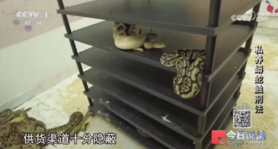 毛骨悚然!独居男子在小区里养300多条蟒蛇,16万购入4条球蟒 毛骨悚然!独居男子在小区里养300多条蟒蛇,16万购入4条球蟒