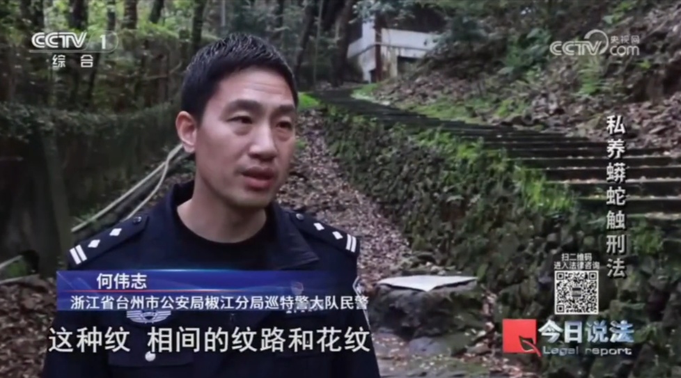 毛骨悚然!独居男子在小区里养300多条蟒蛇,16万购入4条球蟒 毛骨悚然!独居男子在小区里养300多条蟒蛇,16万购入4条球蟒