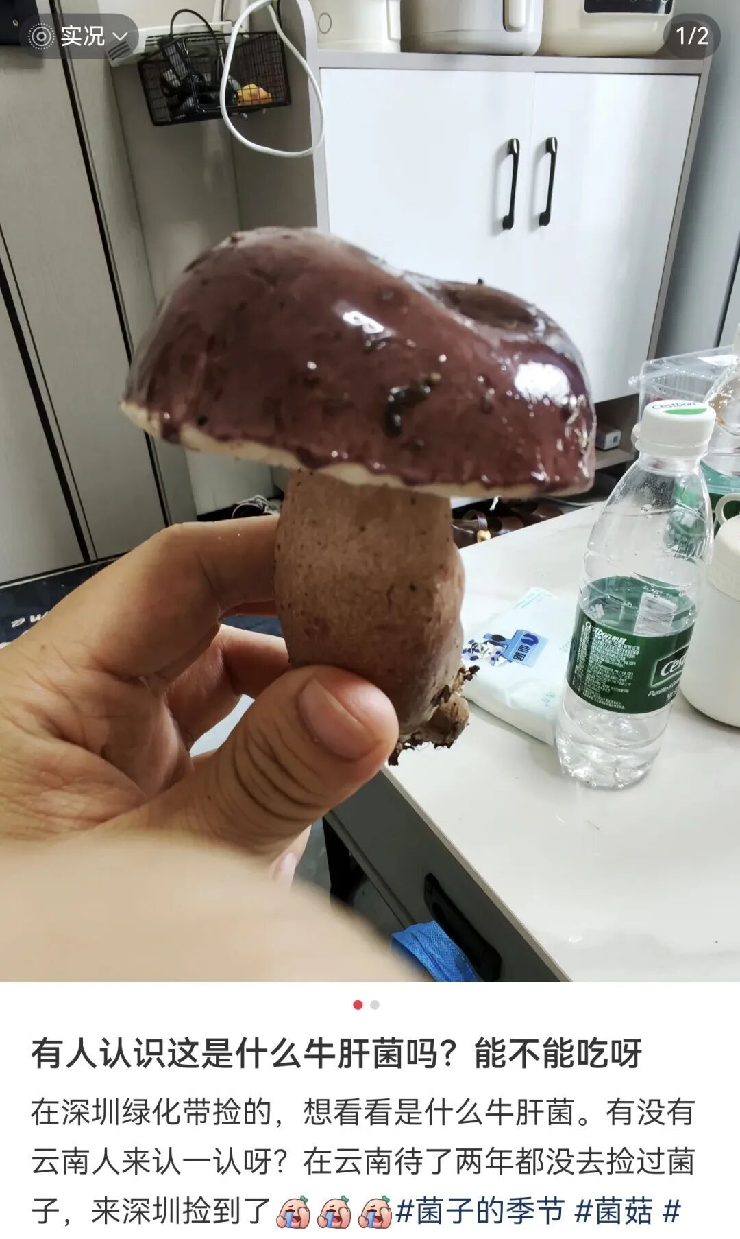 雨后深圳公园、绿化带大量惊现!网友纷纷询问:能吃吗? 雨后深圳公园、绿化带大量惊现!网友纷纷询问:能吃吗?