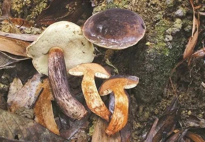 雨后深圳公园、绿化带大量惊现!网友纷纷询问:能吃吗? 雨后深圳公园、绿化带大量惊现!网友纷纷询问:能吃吗?