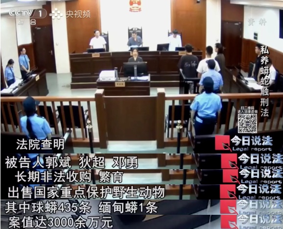 毛骨悚然!独居男子小区养数百条蟒蛇,每月花费四千称在“造物” 毛骨悚然!独居男子小区养数百条蟒蛇,每月花费四千称在“造物”