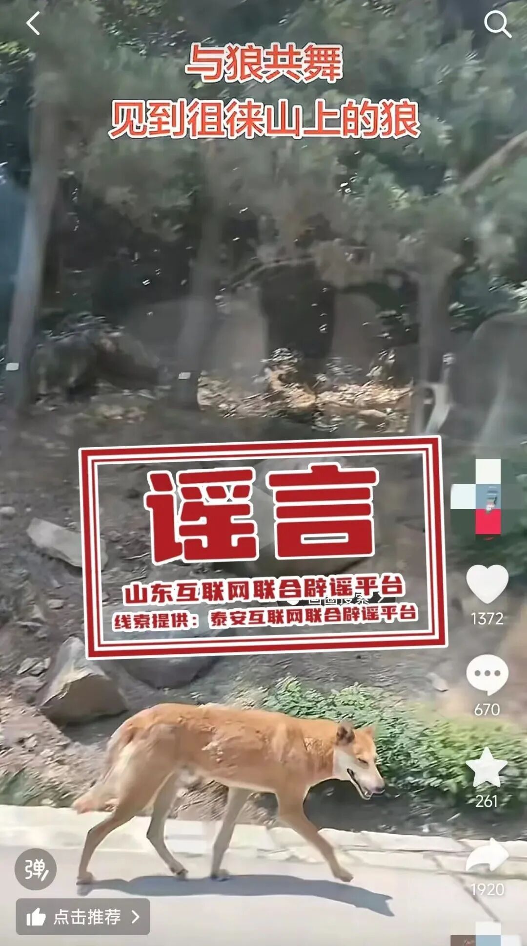 泰安徂徕山林场见到狼?回应来了 泰安徂徕山林场见到狼?回应来了