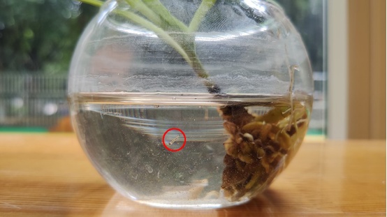 蚊子为何专咬你？还真不是血型问题，这样处理最快止痒