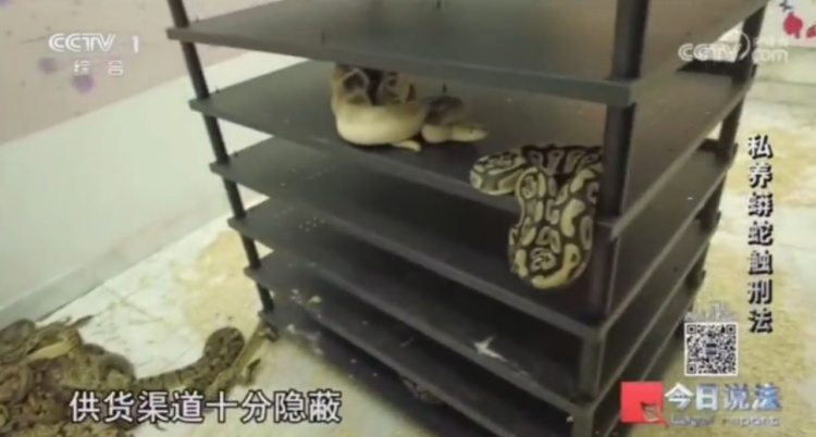 毛骨悚然!独居男子在家养了300多条蟒蛇 毛骨悚然!独居男子在家养了300多条蟒蛇