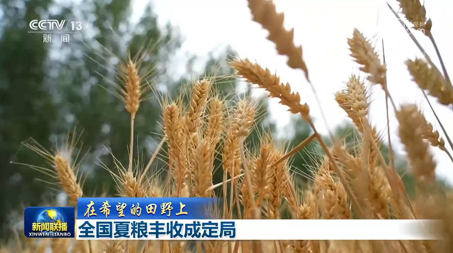 【在希望的田野上】全国夏粮丰收成定局 【在希望的田野上】全国夏粮丰收成定局