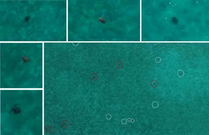 大规模绿海龟种群,在黄岩岛被发现 大规模绿海龟种群,在黄岩岛被发现