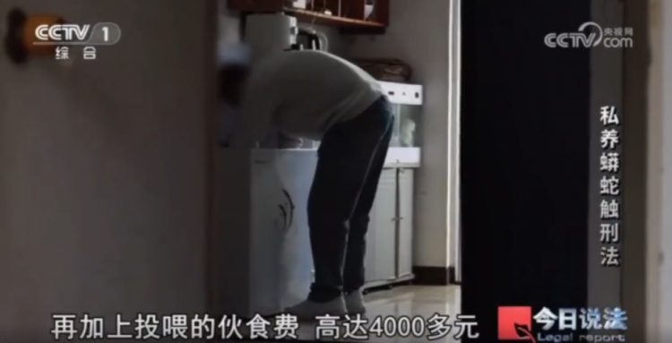 毛骨悚然!独居男子在家养了300多条蟒蛇 毛骨悚然!独居男子在家养了300多条蟒蛇