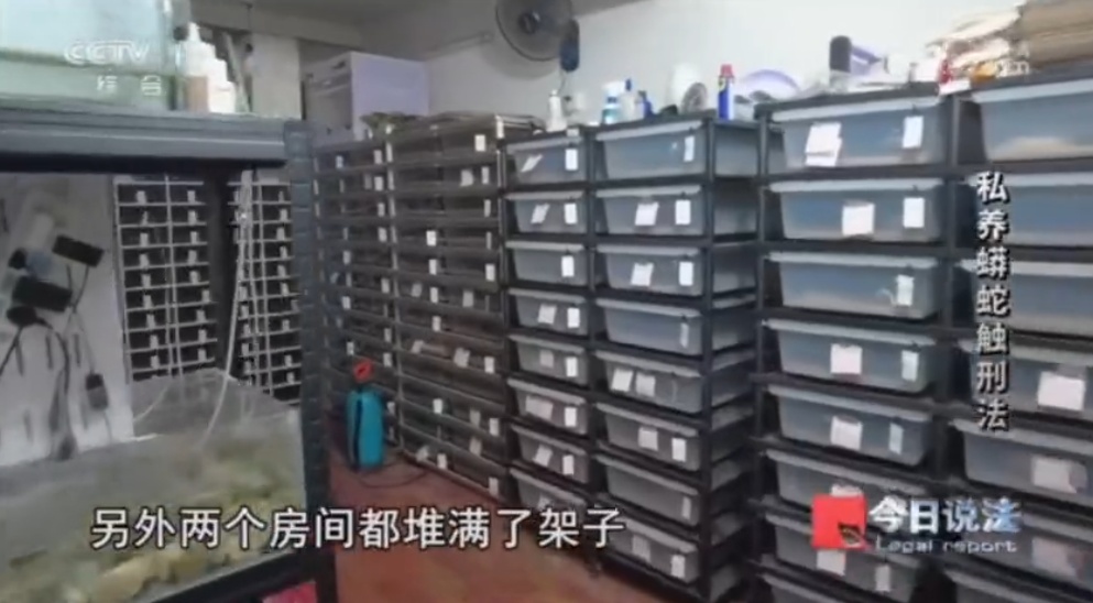 头皮发麻!独居男子在小区养300多条蟒蛇并售卖,案值达3000万元 头皮发麻!独居男子在小区养300多条蟒蛇并售卖,案值达3000万元