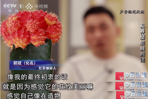 毛骨悚然!独居男子小区养数百条蟒蛇,每月花费四千称在“造物” 毛骨悚然!独居男子小区养数百条蟒蛇,每月花费四千称在“造物”