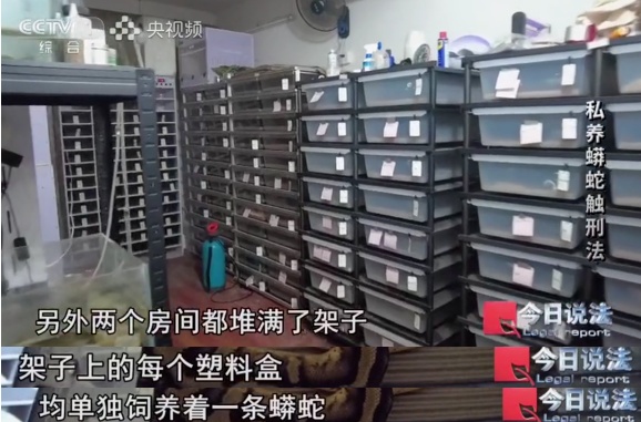 毛骨悚然!独居男子小区养数百条蟒蛇,每月花费四千称在“造物” 毛骨悚然!独居男子小区养数百条蟒蛇,每月花费四千称在“造物”