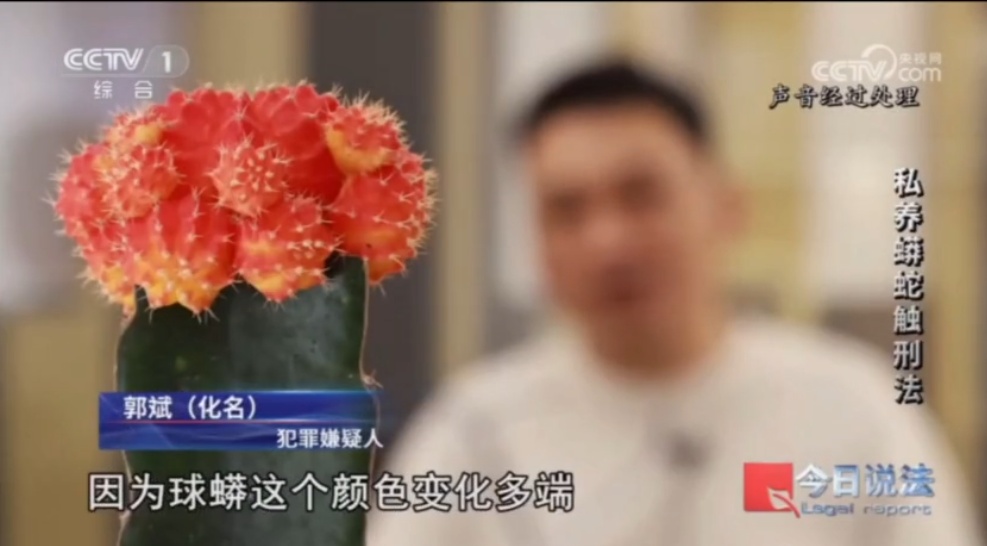 毛骨悚然!独居男子在小区里养300多条蟒蛇!每月喂养花掉4000多元 毛骨悚然!独居男子在小区里养300多条蟒蛇!每月喂养花掉4000多元