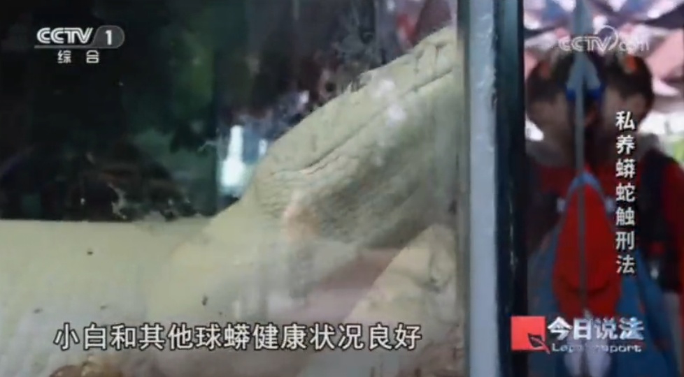 毛骨悚然!独居男子在家养300多条蟒蛇,每月喂养花4000多元… 毛骨悚然!独居男子在家养300多条蟒蛇,每月喂养花4000多元…