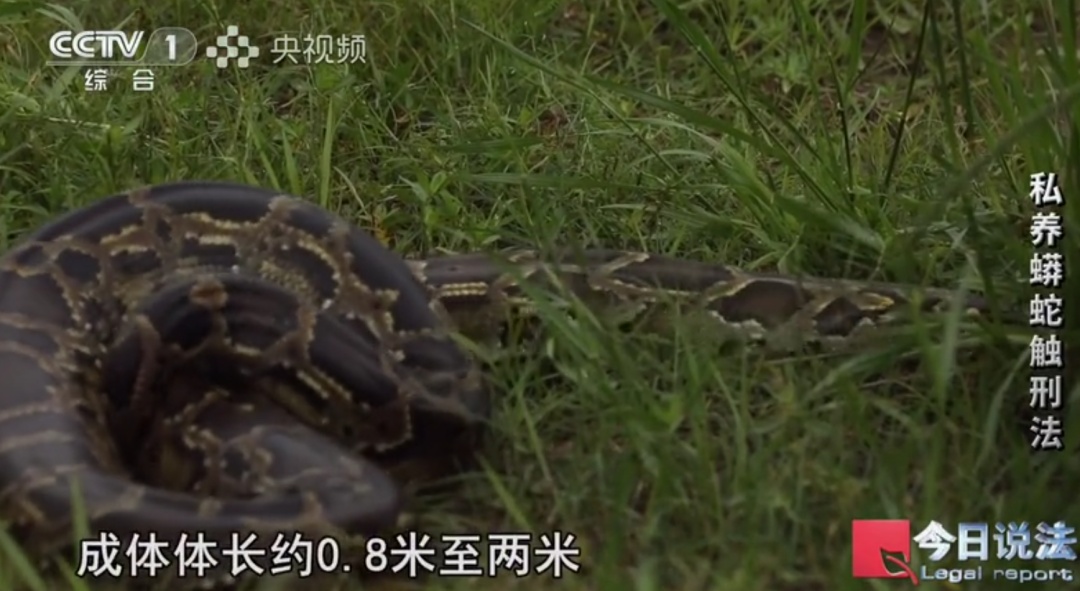 毛骨悚然!独居男子小区养数百条蟒蛇,每月花费四千称在“造物” 毛骨悚然!独居男子小区养数百条蟒蛇,每月花费四千称在“造物”