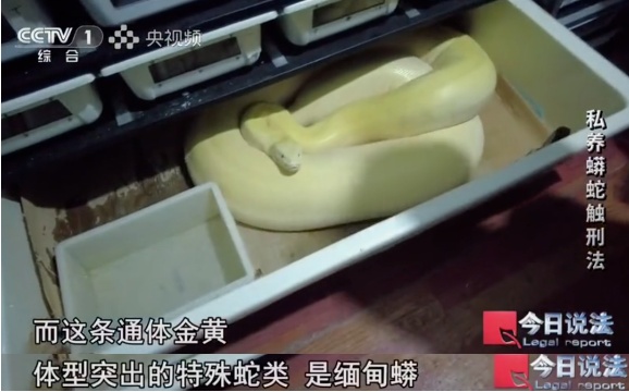 毛骨悚然!独居男子小区养数百条蟒蛇,每月花费四千称在“造物” 毛骨悚然!独居男子小区养数百条蟒蛇,每月花费四千称在“造物”