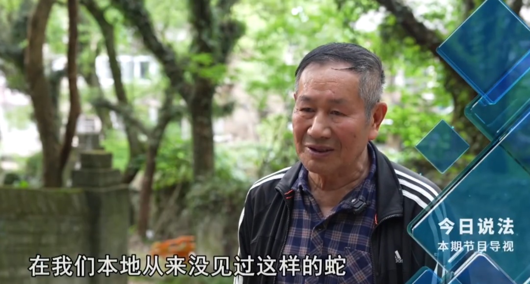 毛骨悚然!独居男子小区养数百条蟒蛇,每月花费四千称在“造物” 毛骨悚然!独居男子小区养数百条蟒蛇,每月花费四千称在“造物”