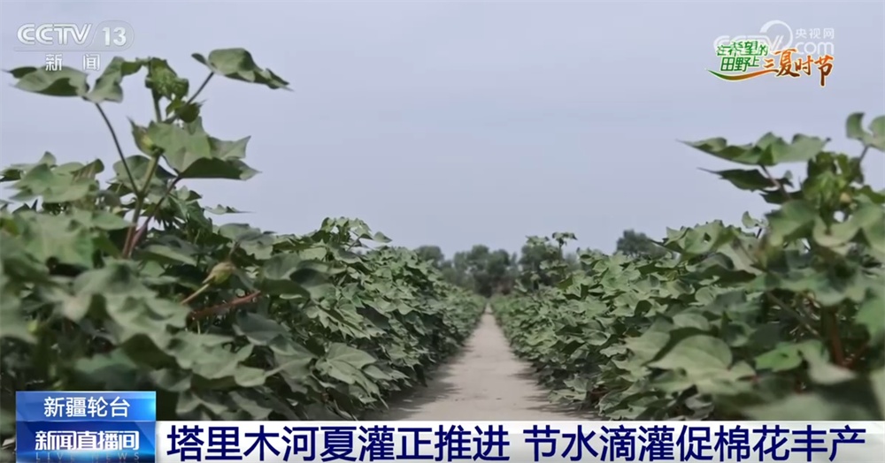 “良机+良法+良技+良种”绘就“智慧农事图” 把“中国饭碗”端得更稳更牢