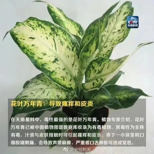 女生嘴含夹竹桃拍照中毒,提醒:这些常见植物也有毒性! 女生嘴含夹竹桃拍照中毒,提醒:这些常见植物也有毒性!