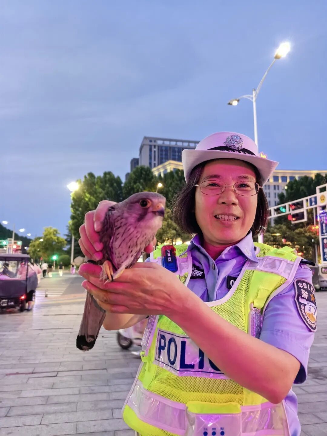 萌“隼”遇险！民警暖心救助