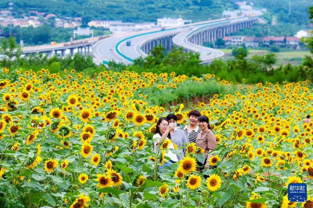 花海扮靓秦岭乡村 花海扮靓秦岭乡村