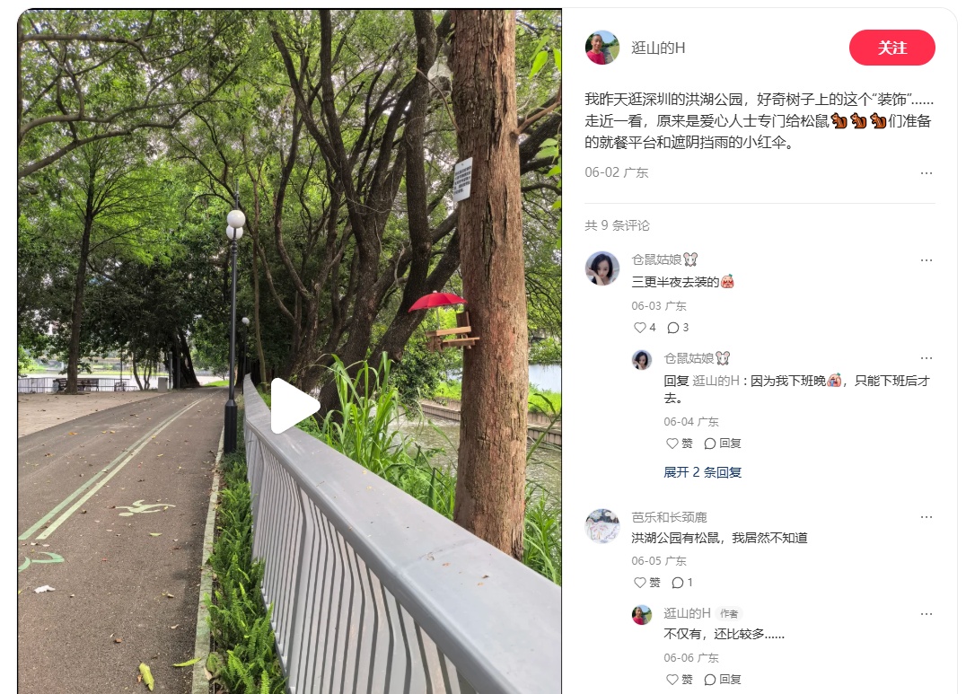 顶配待遇!深圳松鼠拥有专属树上食堂 顶配待遇!深圳松鼠拥有专属树上食堂