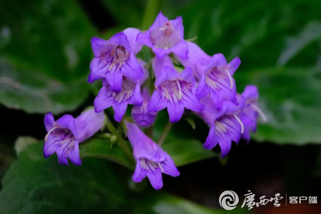 广西“高颜值”新物种荔浦报春苣苔被发现 广西“高颜值”新物种荔浦报春苣苔被发现