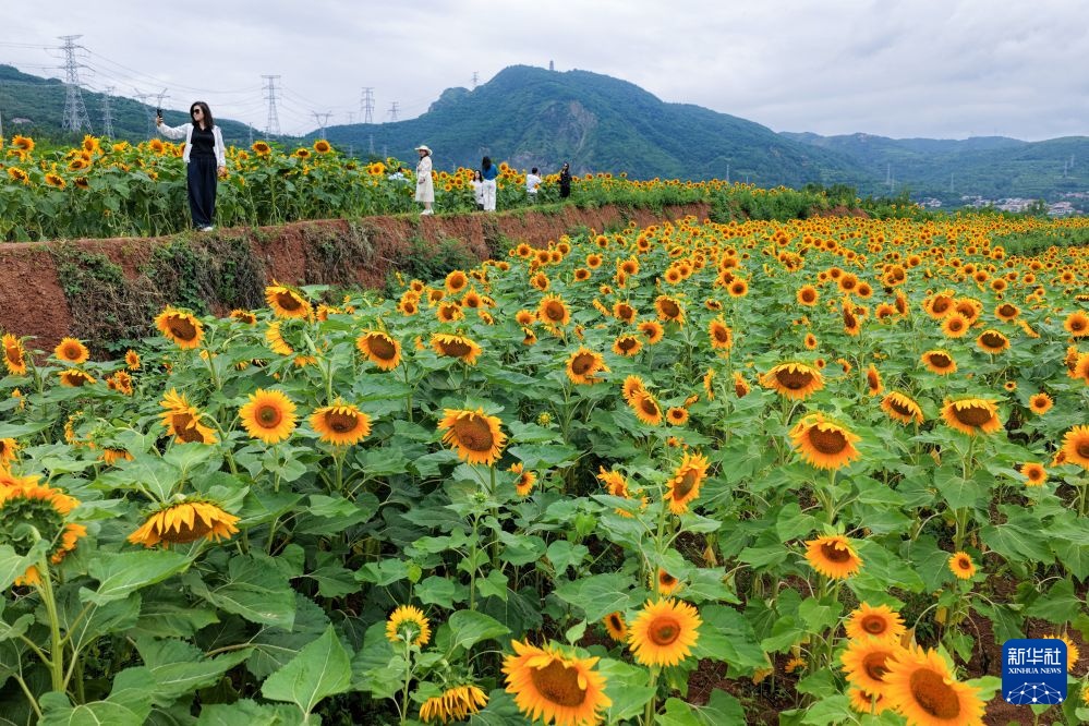 花海扮靓秦岭乡村 花海扮靓秦岭乡村