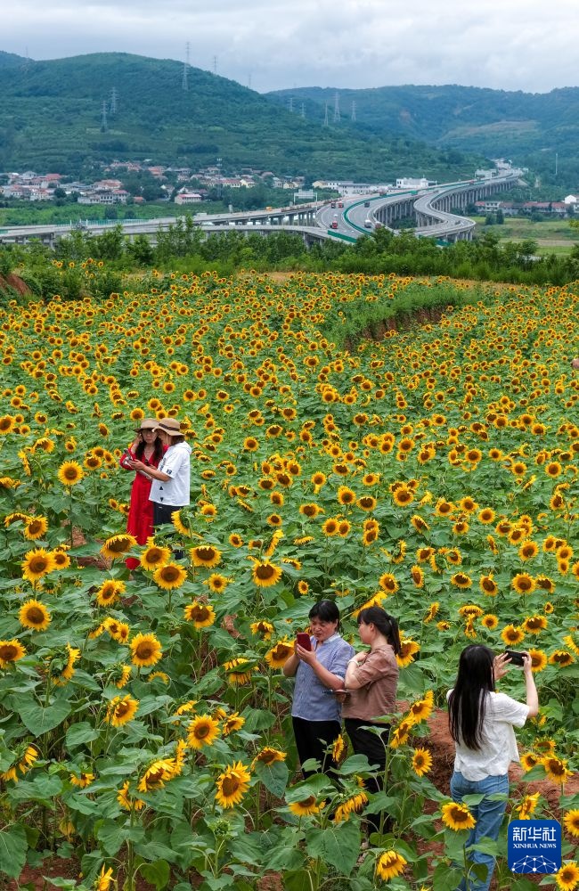 花海扮靓秦岭乡村 花海扮靓秦岭乡村