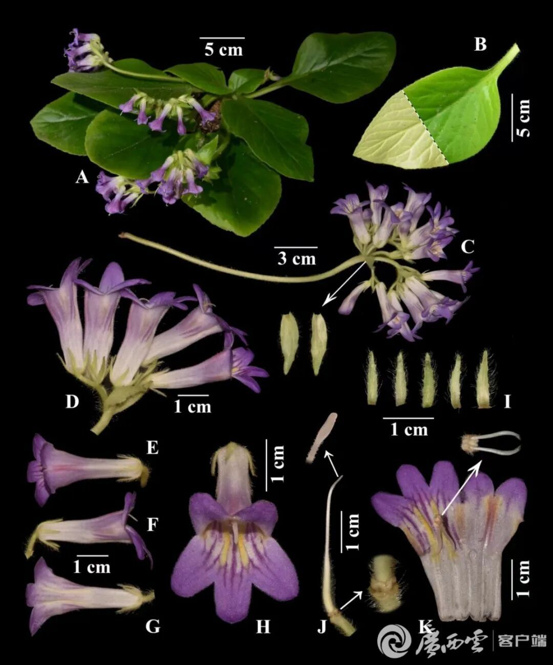 广西“高颜值”新物种荔浦报春苣苔被发现 广西“高颜值”新物种荔浦报春苣苔被发现