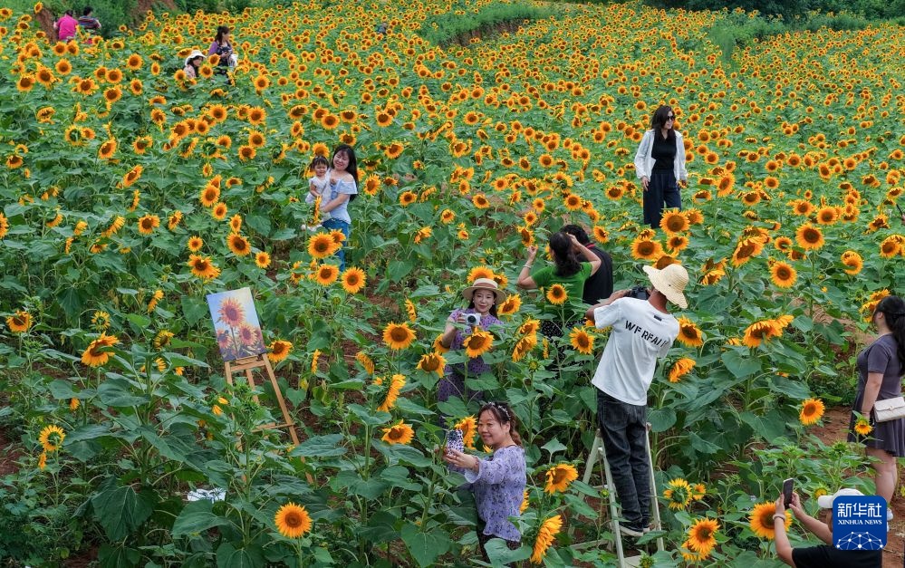 花海扮靓秦岭乡村 花海扮靓秦岭乡村
