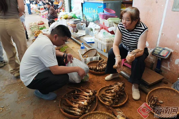 云南人买野生菌有多疯狂?游客:根本没见过这样的场景! 云南人买野生菌有多疯狂?游客:根本没见过这样的场景!