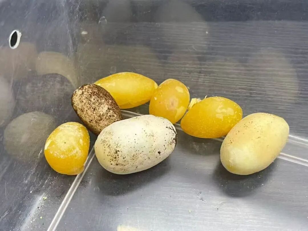 上百条蛇“出没”,浓烈的腥臭味扑面而来,还有活虫频繁“越狱” 上百条蛇“出没”,浓烈的腥臭味扑面而来,还有活虫频繁“越狱”