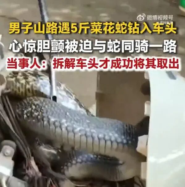 手臂粗的蛇突然钻进车头 湖南男子硬着头皮骑了20分钟电动车回家