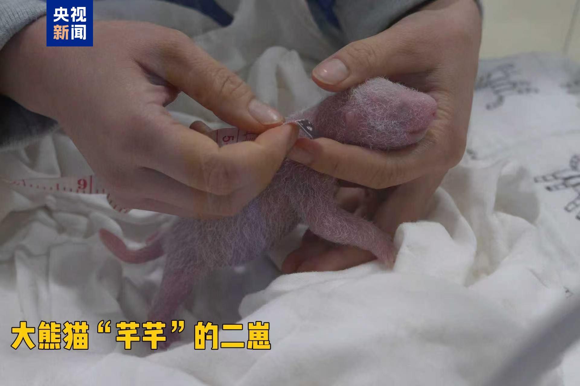 又添新成员！熊猫中心今年首对双胞胎大熊猫幼崽诞生
