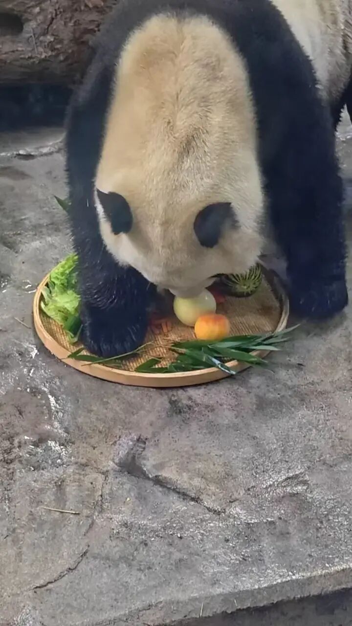 首个冰城端午，太阳岛双胞胎熊猫乐享专属节日餐