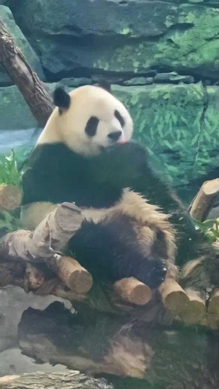 首个冰城端午，太阳岛双胞胎熊猫乐享专属节日餐