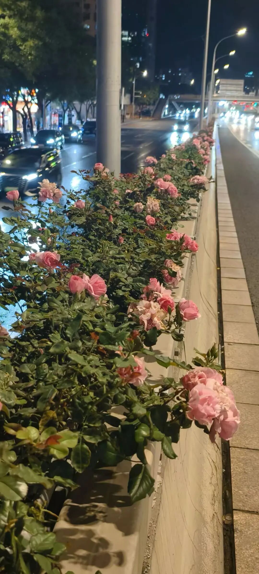 北京:“月季项链”今年还有两次爆花期,别错过! 北京:“月季项链”今年还有两次爆花期,别错过!