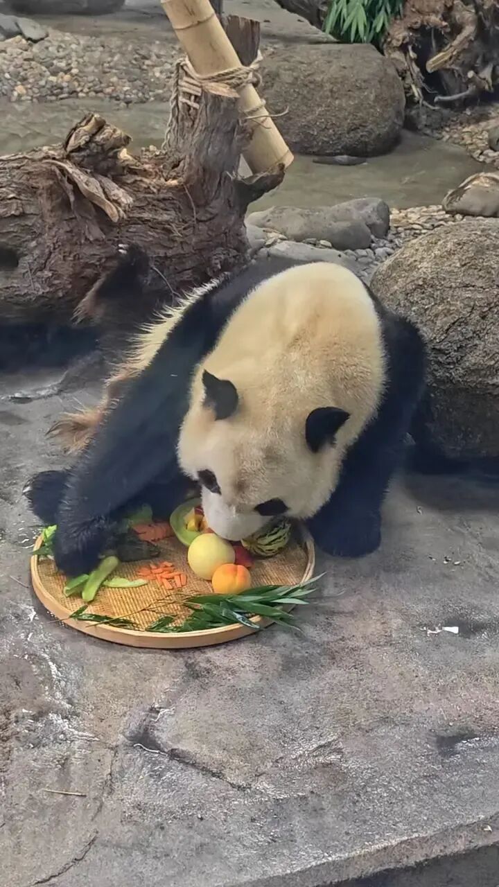 首个冰城端午，太阳岛双胞胎熊猫乐享专属节日餐